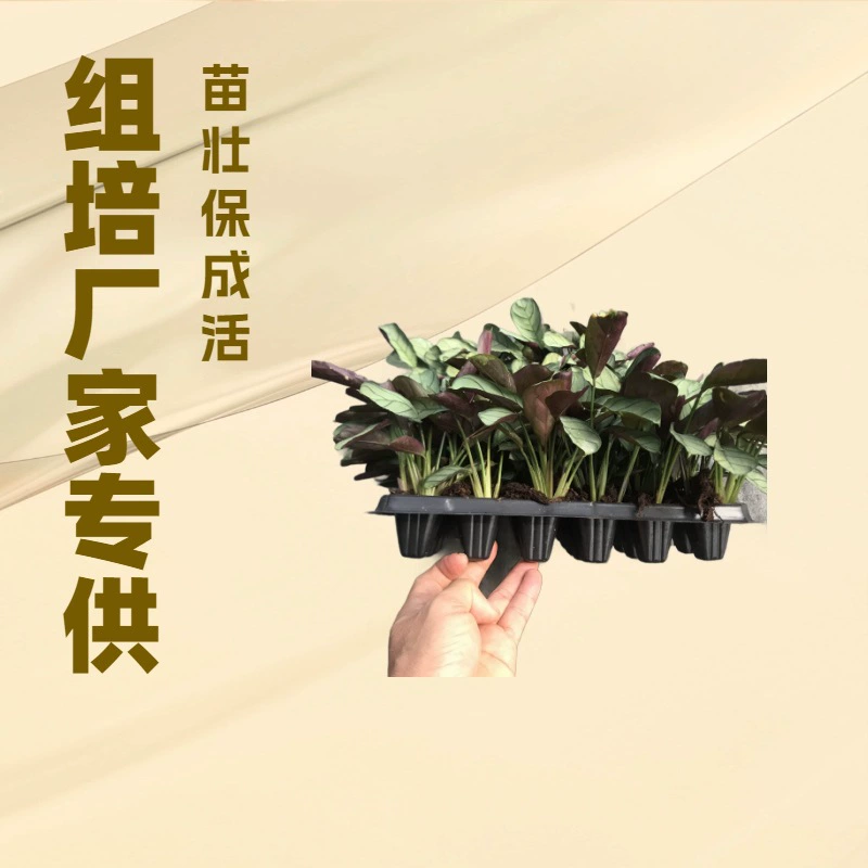 Инфраструктура для тканевых культур обеспечивает поставку зеленых растений в офис, включая бамбук с серебристыми прожилками, таро и консервированные живые растения, а также оптовые поставки садовых цветов и рассады.