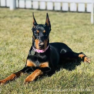 ���N��ϵ���eȮ��Ȯ���w���\�����Ը߶��eȮ����Ȯ��ͥ�o�lȮ���w