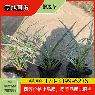Silver-Edge Grass Flower Seedling Potted Base Planting for Four-Season Flowering Courtyard Planting Green Plant Project Greening Seedlings Easy to Breed