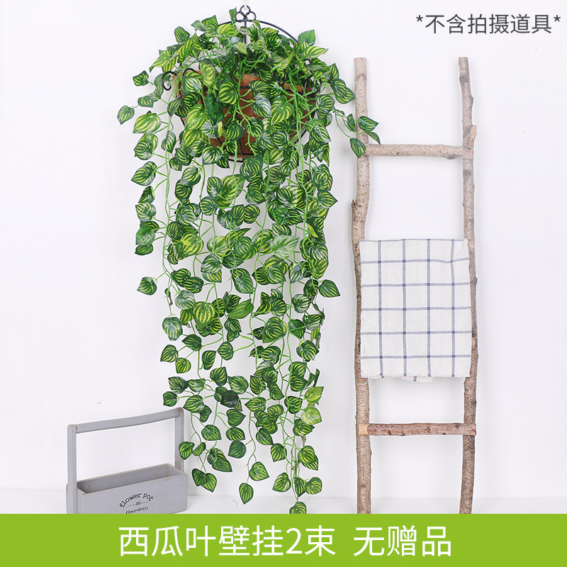 1 bouquet de plante araignée et de feuilles de pastèque
