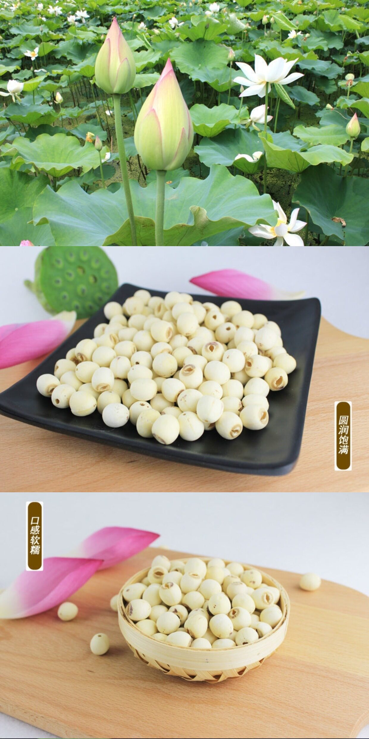 Dried Lotus Seeds Lian Zi 500g Coreless White Lotus Seeds for Soup Congee and Tea overview