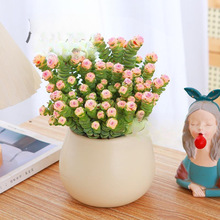 钱串桌面小盆栽招财多肉植物办公室内阳台防辐射绿植懒人花好养活