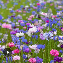 跨境电商矢车菊花种子混色花卉种子四季播种开花庭院春秋易活鲜花
