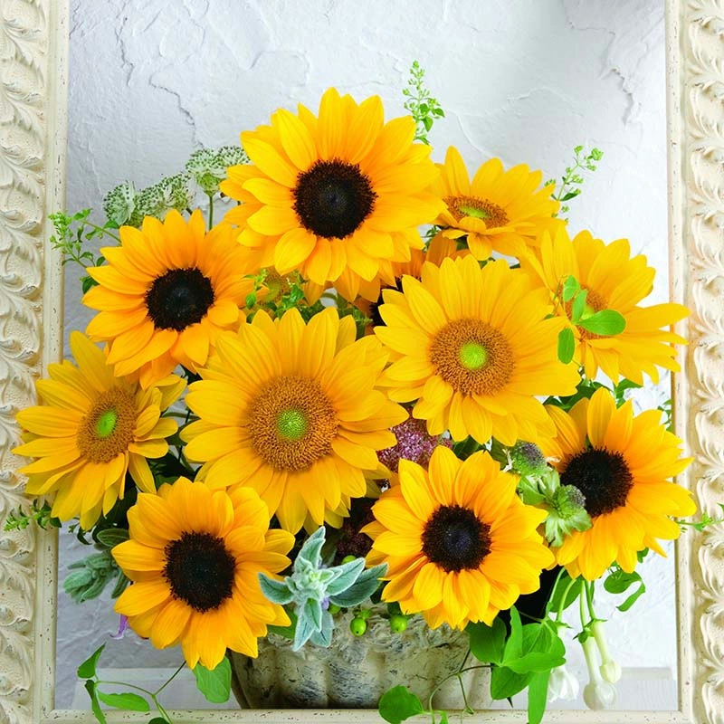 Импортные семена миниатюрных гномов-подсолнухов для мини-бассейнов, балконов, цветения в любое время года, декоративные семена для горшечных цветов