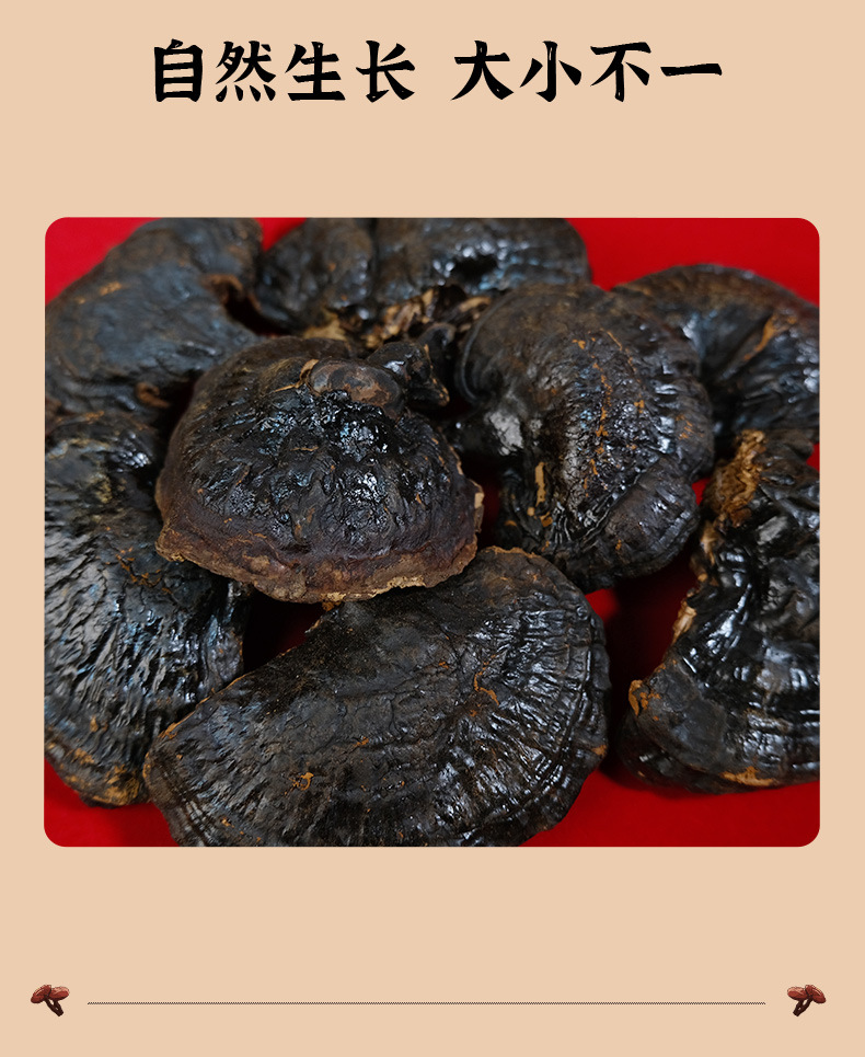 Whole Reishi Mushroom Changbai Mountain Dried Lingzhi Gift Box Nourishing Herbal Wellness quality and texture