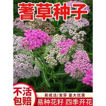 ��ݻ��N���ѻ�ɫ�������ͺ��׻�N�ӻ����ļ�ֲ��@�ֻ��ݷN��