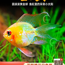 ���Ľ��Ӱ����_�P���~Ƥ�������@��Ꭷ�^�p�~���w�Ꭷ�~�^�p�~