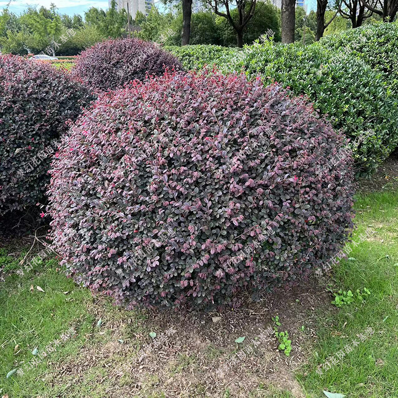 檵木红花庭院绿化大绿篱球继树桩树苗木红花苗苗继造型色块红花木
