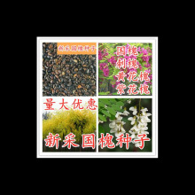 新采国槐种子速生国槐树种子黄花槐红花槐刺槐种子紫穗槐刺槐树籽