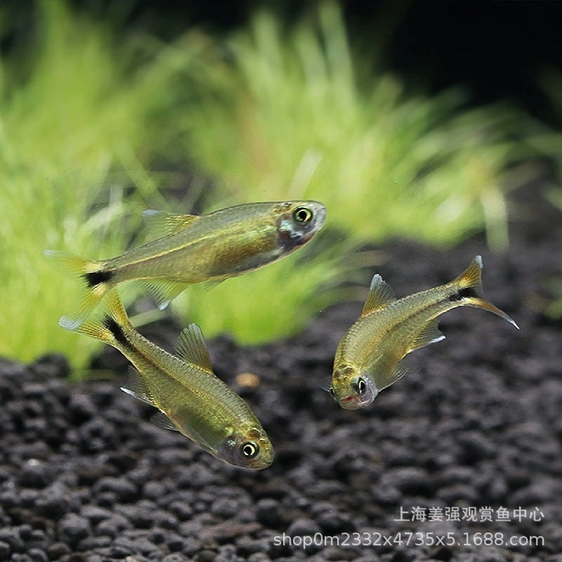 Серебряный наконечник лампа мини-лампа рыба живая декоративная рыба маленькая тропическая рыба Трава Аквариум группа Плавание Рыба светофор Смешанная рыба Начинающий