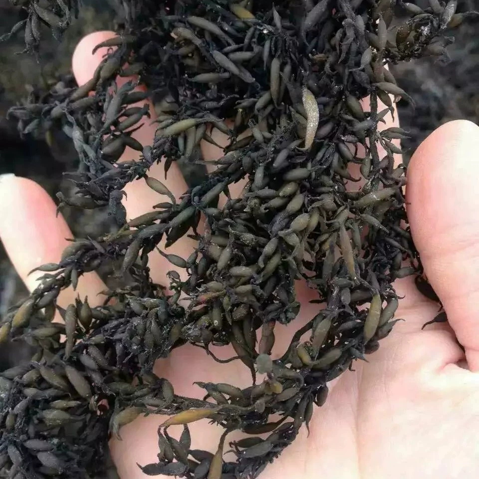 Оптовая продажа овечьей амфибии соответствует стандартам морских водорослей Кунбума хвоста листовой капусты амфибии морской водоросли оптовая продажа 500 г