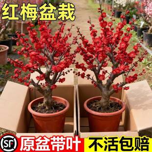 �ͺ��D÷����������ԭ���޽����F�׻��҃���ͥԺ�t÷�����Ϙ�����
