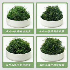【量大价优】平利绞股蓝龙须清香陕西特产茶叶散批绞股蓝茶叶散装