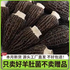 古田の特産品である羊腹菌の干物の前作の新商品である無薫硫黄食用菌キノコの肉厚の正味重量は商用卸売りです。