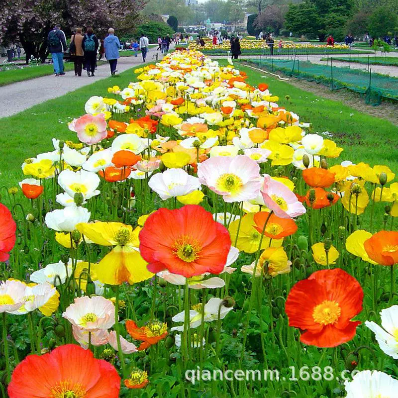 Смешанный Цвет Семян Мака Двор Открытый Многолетние Исландия Цветок Мака Семян Четыре сезона Легко жить Семян Цветов