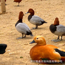 ���^�^�pˮ���^�p������ ���۳�������Z���w �������G�^�����Z��