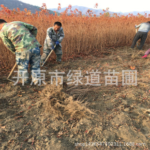 ���Բ�l�� ���Ǘ����NС���L����G�h�������С�����l