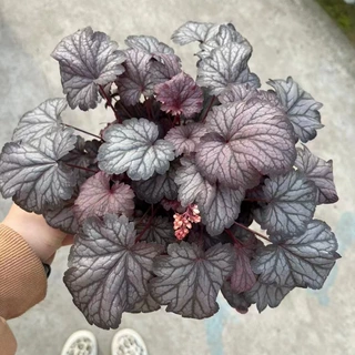 矾根批发杯苗加仑多色系 矾根穴盘苗花镜植物盆栽植物耐寒工程绿