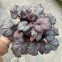 加仑多色工程植物花镜