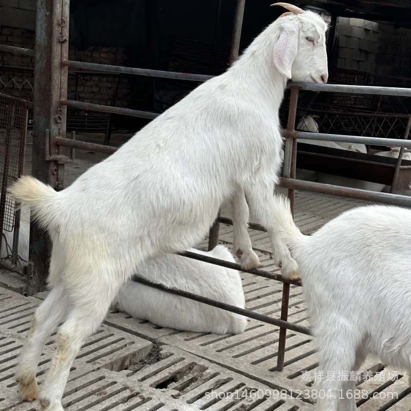 常年售肉羊白山羊种羊 育肥羊羔 繁殖羊 养白山羊成本利润分析