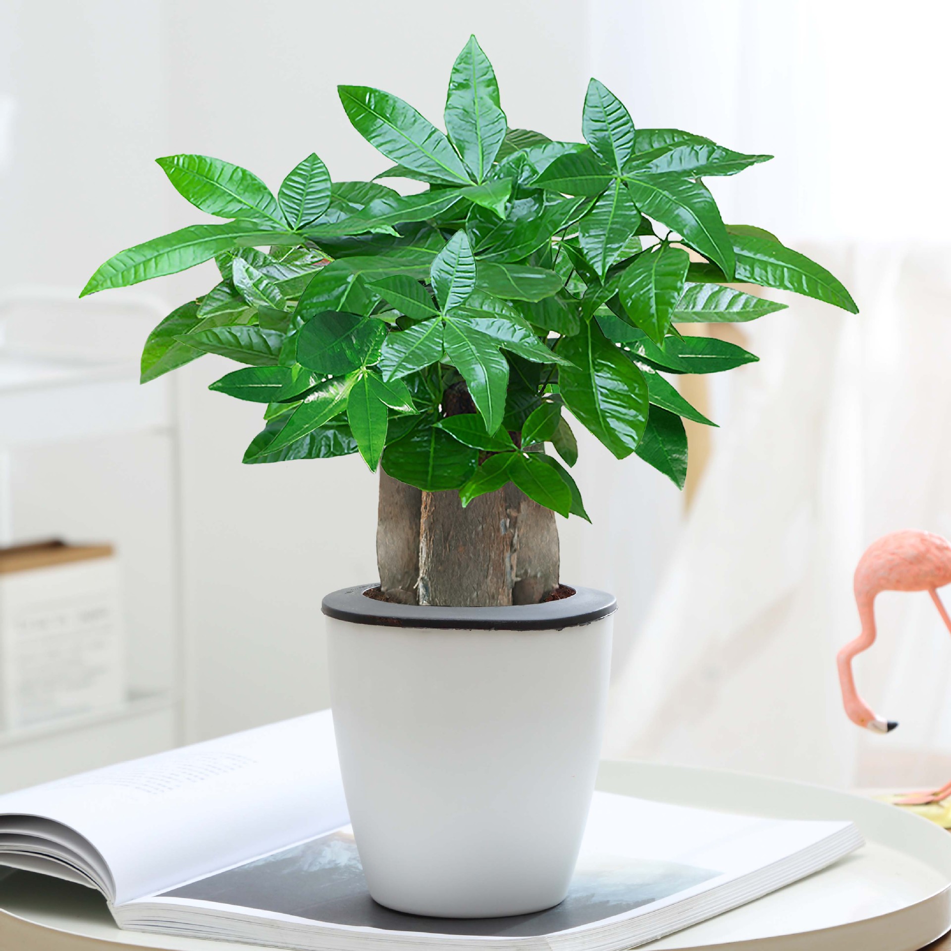 árboles ricos pequeñas plantas de maceta flores verdes plantas de oficina absorción de formaldehído árboles hidropónicos de bambú de lapis verde buena alimentación maceta