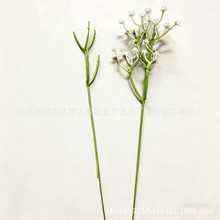 ���滨�M����֦�^���5Ŀ���ϻ�֦�F�z��о�S��ֱ�N���l