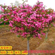 Ļ紹zĈ@ͥԺͺֲԹ̾GLľ