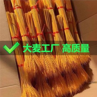 Natural Golden Wheat Ears Wholesale Wheat Dried Flowers Opening Barley Flower Shop Flower Basket Flower Arrangement Living Room Pastoral Decoration Private Room