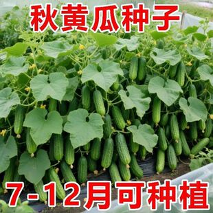 ��ɽ��ϷN�����S���S�aˮ���S���̨���Դ����＾�ײ��N�߲˷NZ