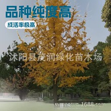 园林绿化庭院栽培行道树种银杏树苗银杏苗白果苗园林苗木