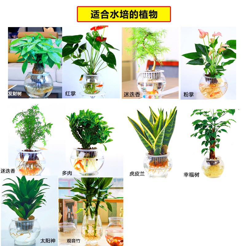 室内桌面摆放花盆透明水培塑料花瓶绿萝水生植物生长容器多规格