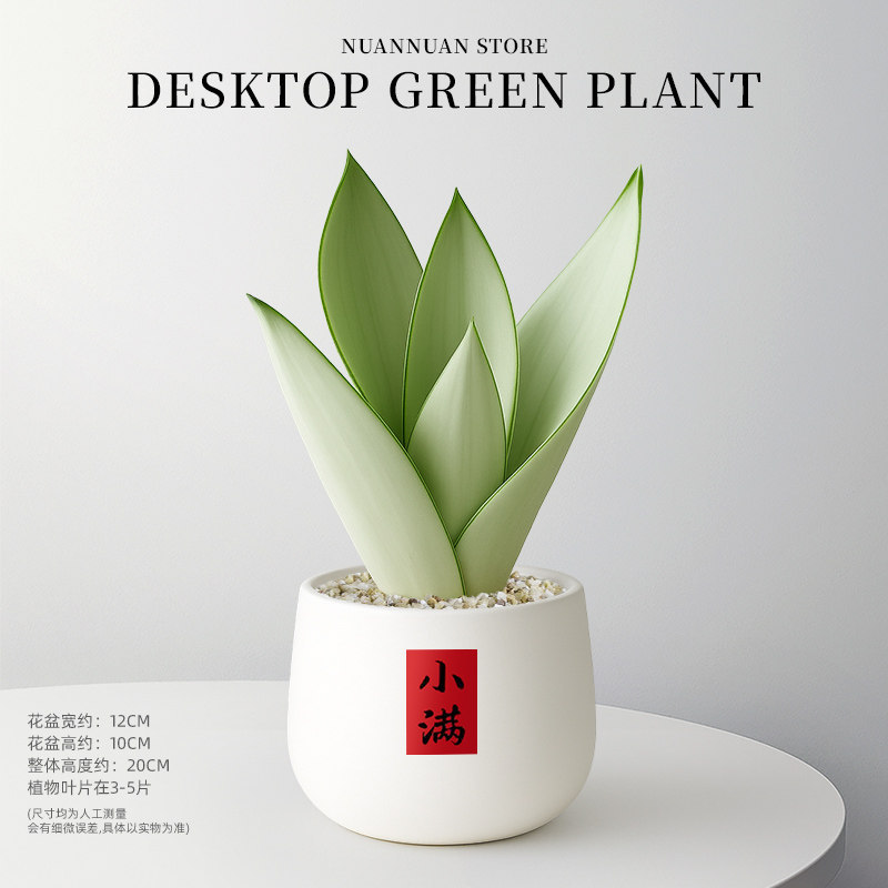精选白玉虎皮兰（3-5片叶子）+白色圆钵盆+小满贴纸圆满吊牌