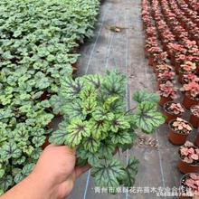 矾根 植物盆栽 多年生宿根花卉园林工程庭院耐寒地被绿化绿植批发