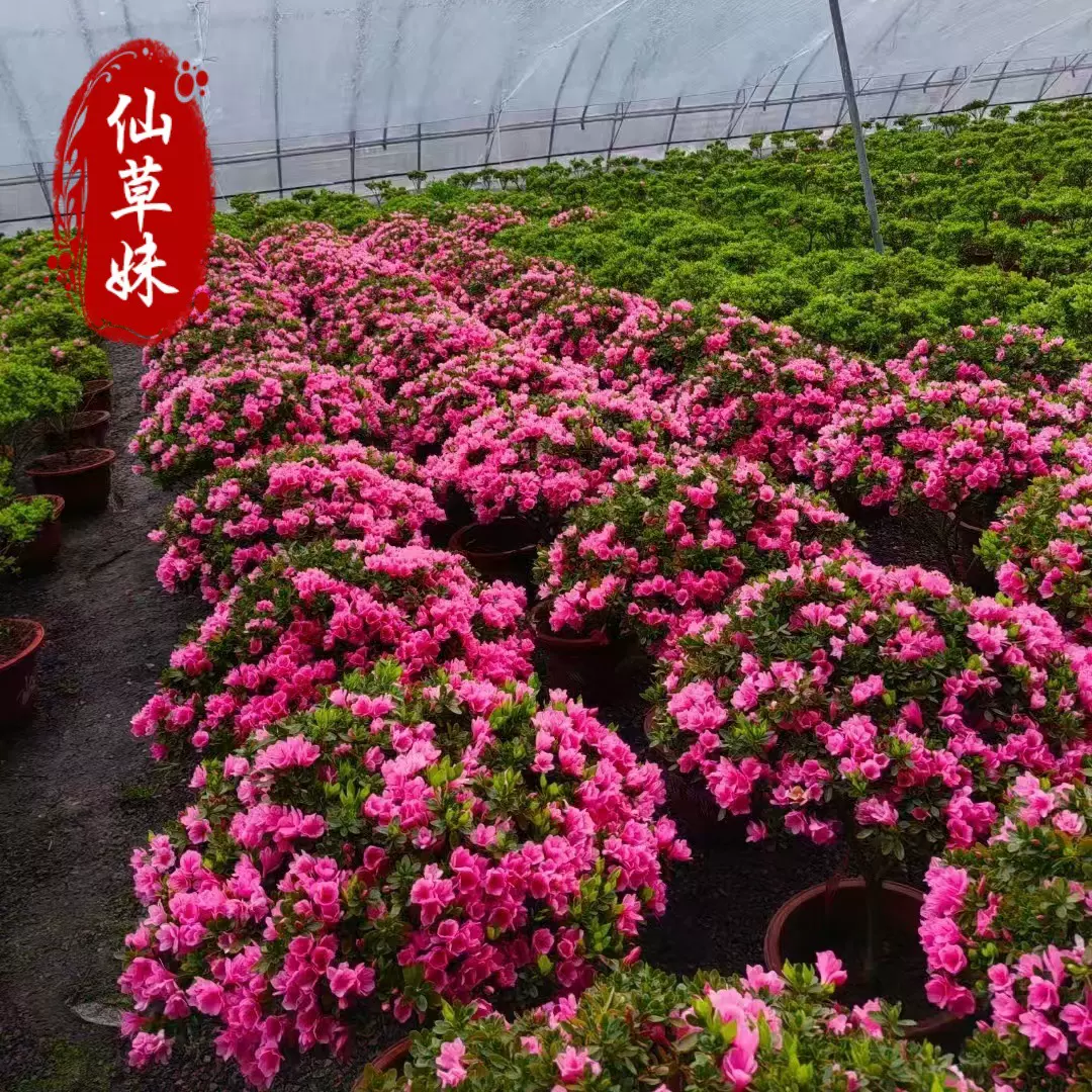 杜鹃花盆栽 室外花园植物 蜡皮杜鹃庭院四季开 花卉阳台老桩花苗