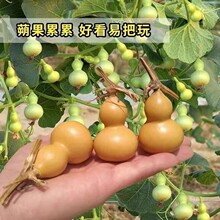 美国新品手捻葫芦籽种文玩小亚八宝葫芦四季播室内外盆栽爬藤观赏