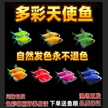 多彩天使热带淡水观赏鱼群游不褪色七彩神仙鱼斑马孔雀鱼可混养