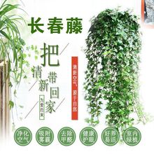 ��߅�����پG�}���Ե��mֲ���҃��̨ˮ�ഹ���L�������ļ����B��