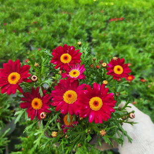 �����������Ի��܈@�־G��������ľ  ľ���� �ر�����ֲ�� �Gֲ