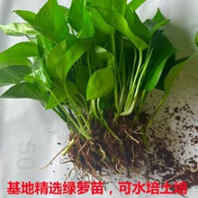 绿萝苗水培好养盆栽办公室内花卉绿植懒人裸根绿箩除甲醛净化空气