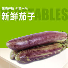 面包茄子 面包茄子品牌 图片 价格 面包茄子批发 阿里巴巴