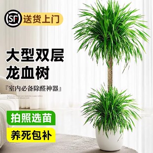 �ߙn���Ϳ͏d�p�ӃɌ���Ѫ��Gֲ�k���҃���횘���^�Ϙ���ֲؔ��