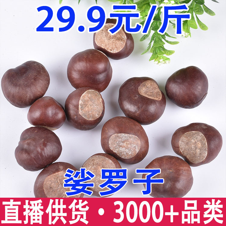 娑罗子 桫椤果 梭罗果 仙栗梭罗 子婆罗子批发代发