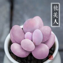 桃美人多肉老桩室内外阳台办公室高档绿植花卉组合盆栽桃蛋