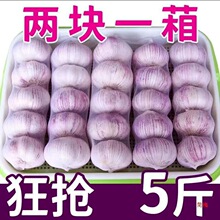 子山东十足红皮大蒜农家自种头干包邮新鲜干批发蒜紫皮大蒜
