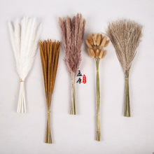 云南天然芦苇草圣诞干花小花束成品花材批发亚马逊跨境潘帕斯草