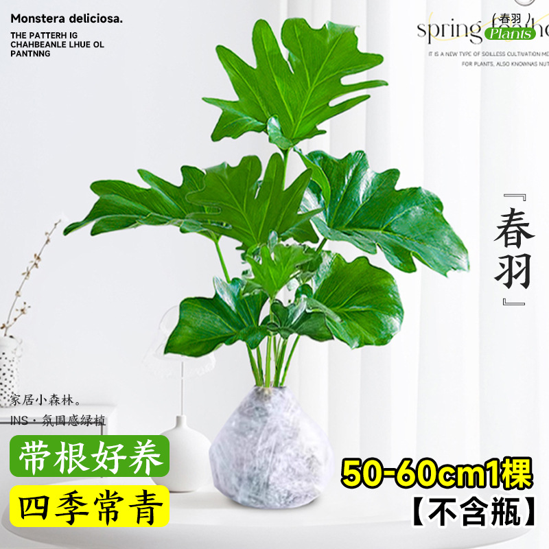 plantas de hidroponía de bambú de tortuga en el interior en cuatro estaciones buenas plantas verdes pequeñas en sala de estar hojas grandes plantas de maceta de pila vieja eliminación de formaldehído
