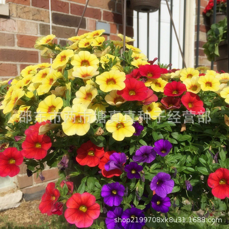 Висит Петуния цветок семян Петуния семян Горшечное растение легко расти висит семян цветов четыре сезона посев семян цветов