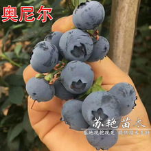 ������ֱ�N���W�᠖�{ݮ����玧�������Ե����Ϸ������Nֲ�{ݮ��