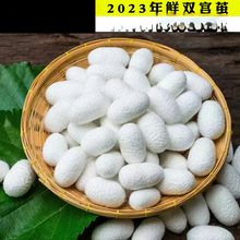 广西双宫茧抽丝手工桑蚕丝棉兜原料竹弓竹撑开茧开茧春蚕茧垒德株