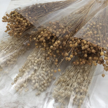 干花相思豆小金果胡麻DIY设计拍摄道具家居装配材饰礼物创意